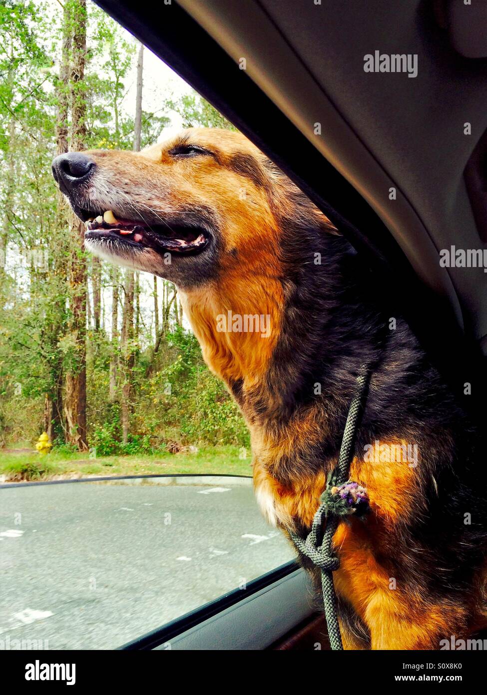 Cane di equitazione in un auto con la sua testa fuori dal finestrino e annusando il Breeze - Immagine stock catturata con smartphone