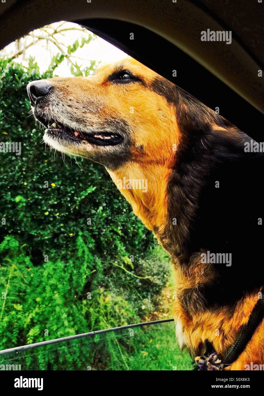 Un Happy dog odora di brezze con la sua testa fuori dal finestrino - Immagine stock catturata con smartphone