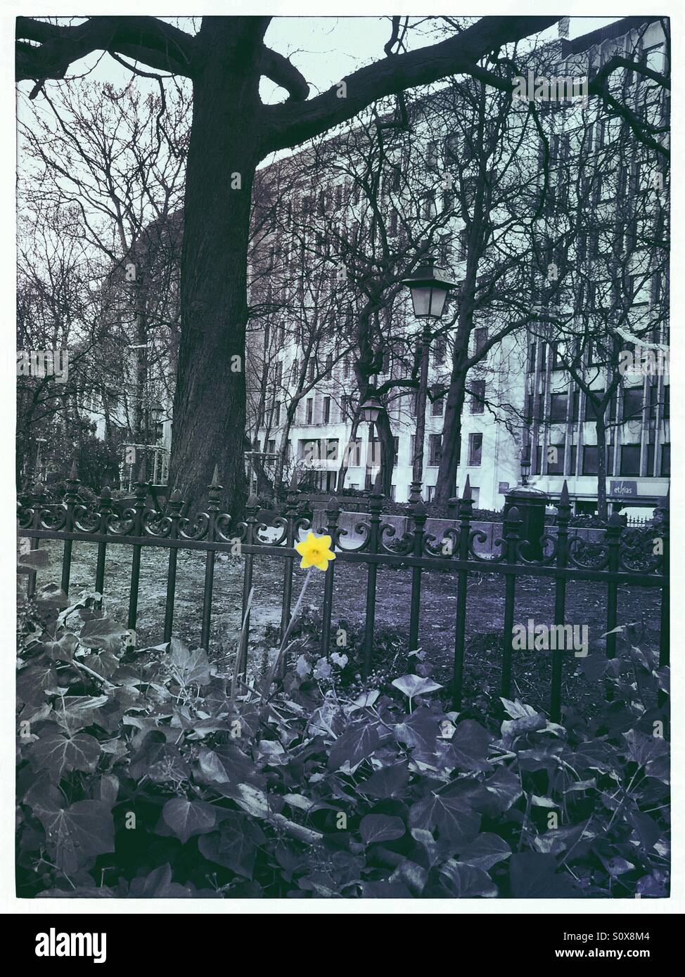 Giallo prima daffodil nella città - Immagine stock catturata con smartphone