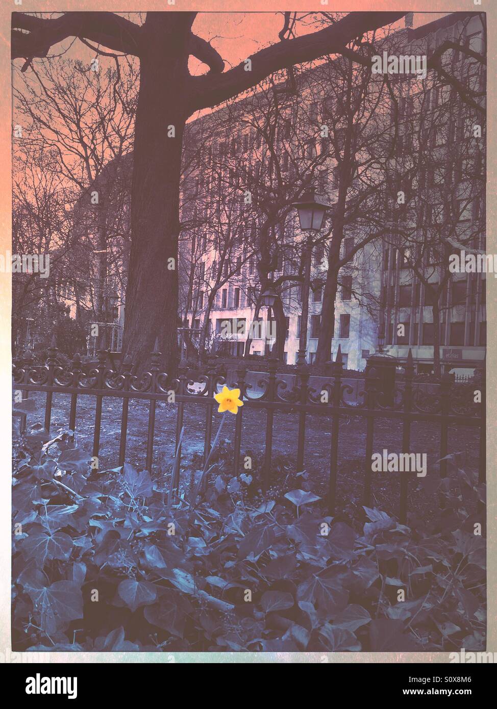 Giallo prima daffodil nella città - Immagine stock catturata con smartphone