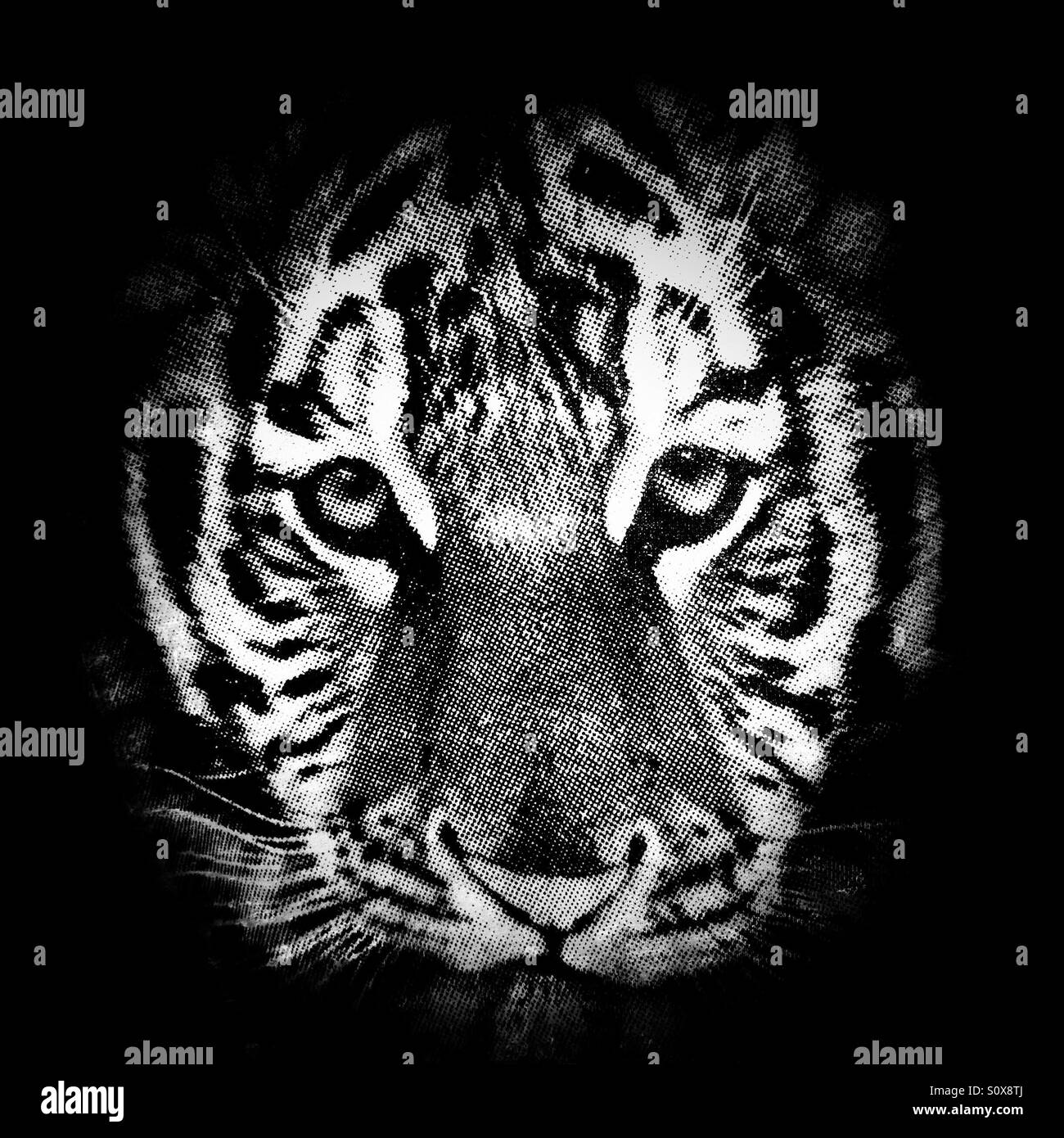 T-shirt tiger faccia stampare Foto Stock