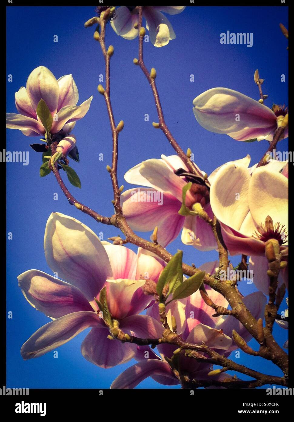 Magnolia Blossom Foto Stock