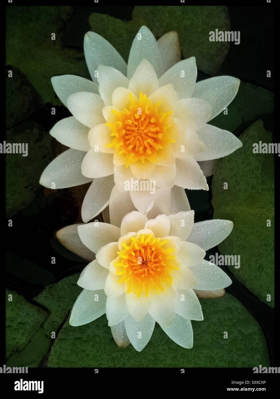 Lillies dell'acqua Foto Stock