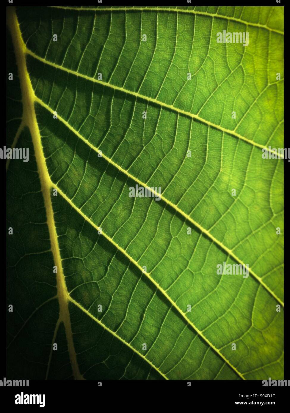 Leaf texture e ombre Foto Stock