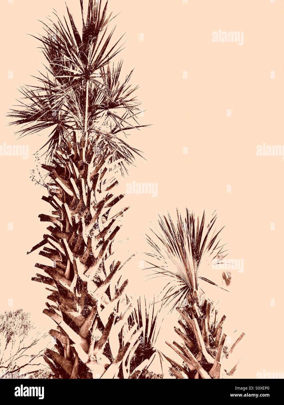 Nuova rifilati palmetto palme in Spiaggia di Jacksonville, Florida, Stati Uniti d'America. - Immagine stock catturata con smartphone