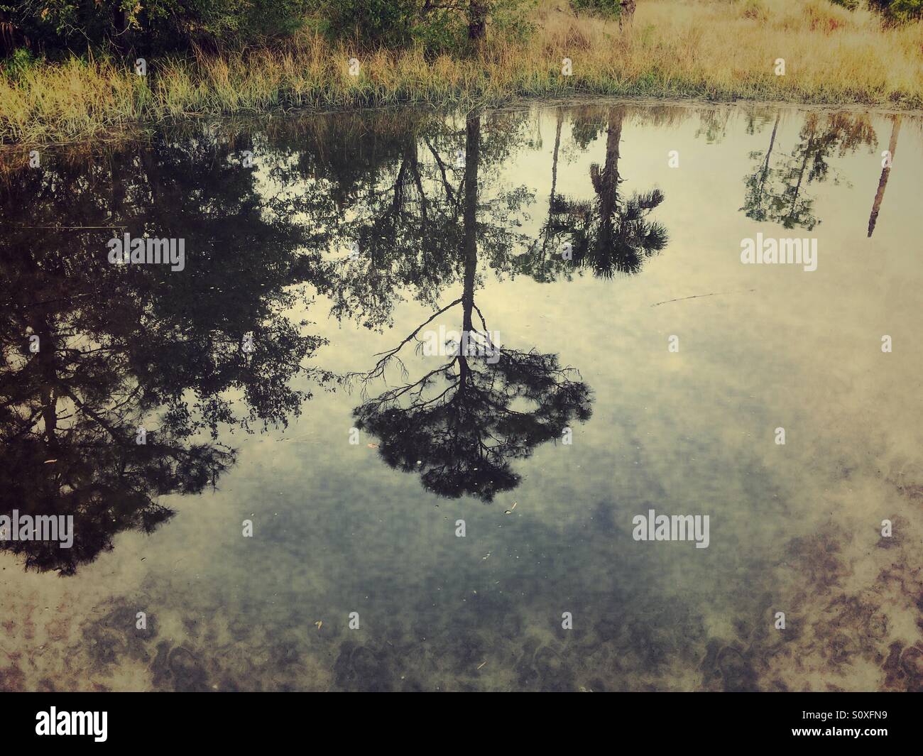 Palme e alberi di pino che riflette nell'acqua della Intracoastal Waterway a Jacksonville, Florida, Stati Uniti d'America. - Immagine stock catturata con smartphone