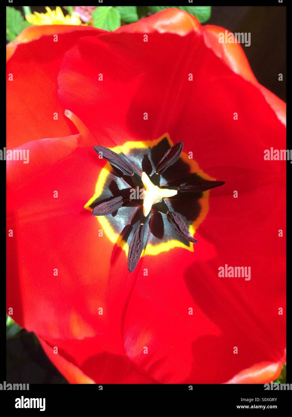 Testa di fiore rossa Foto Stock