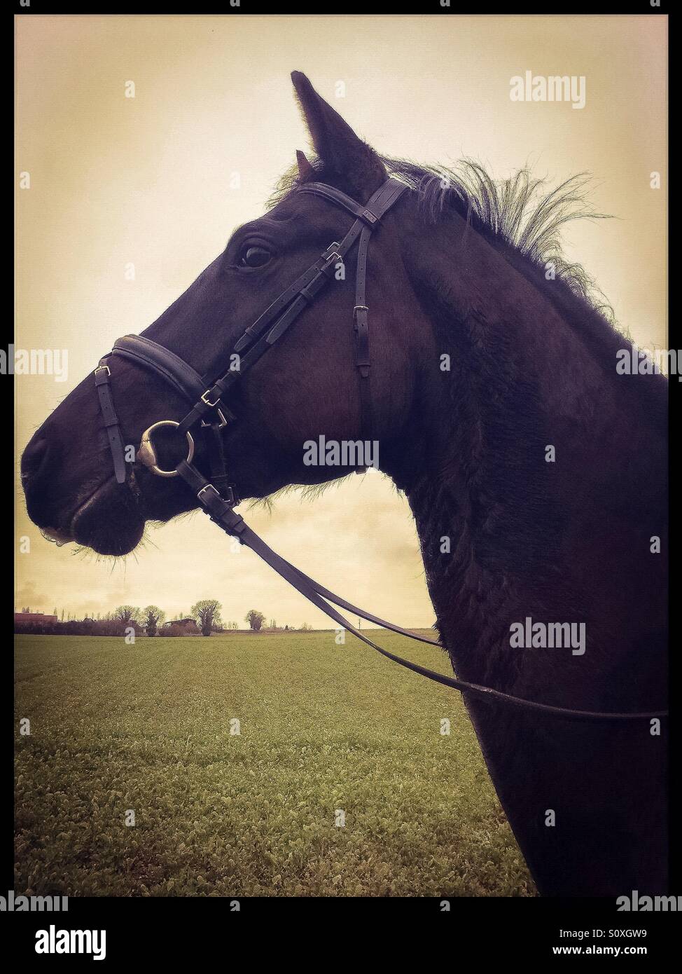 Ritratto di cavallo Foto Stock
