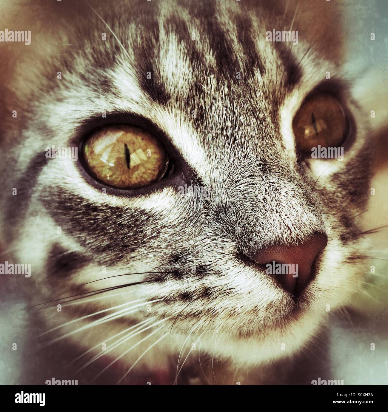 Un primo piano di un bellissimo tabby cat - Immagine stock catturata con smartphone