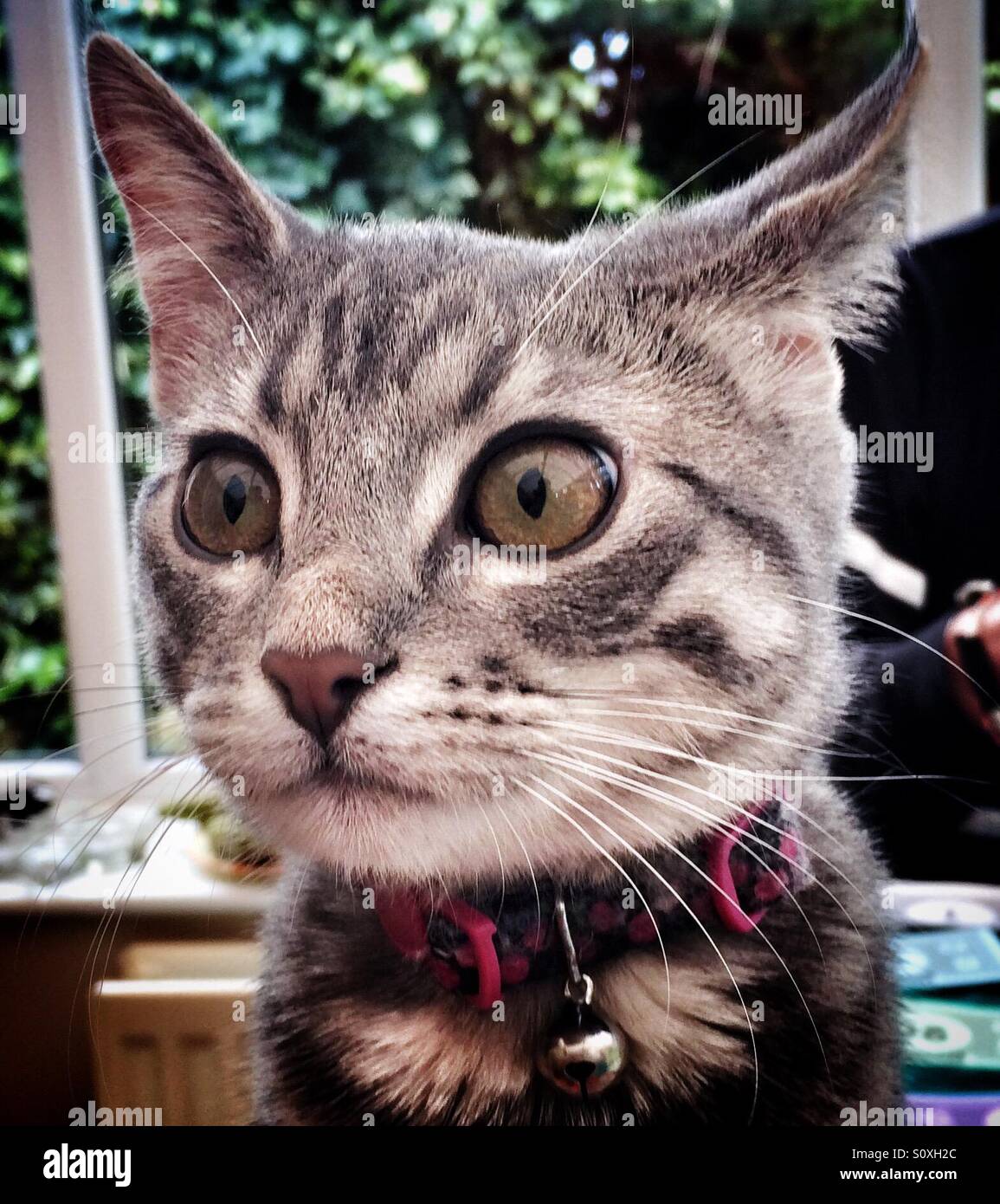 Una chiusura di un bel gatto - Immagine stock catturata con smartphone