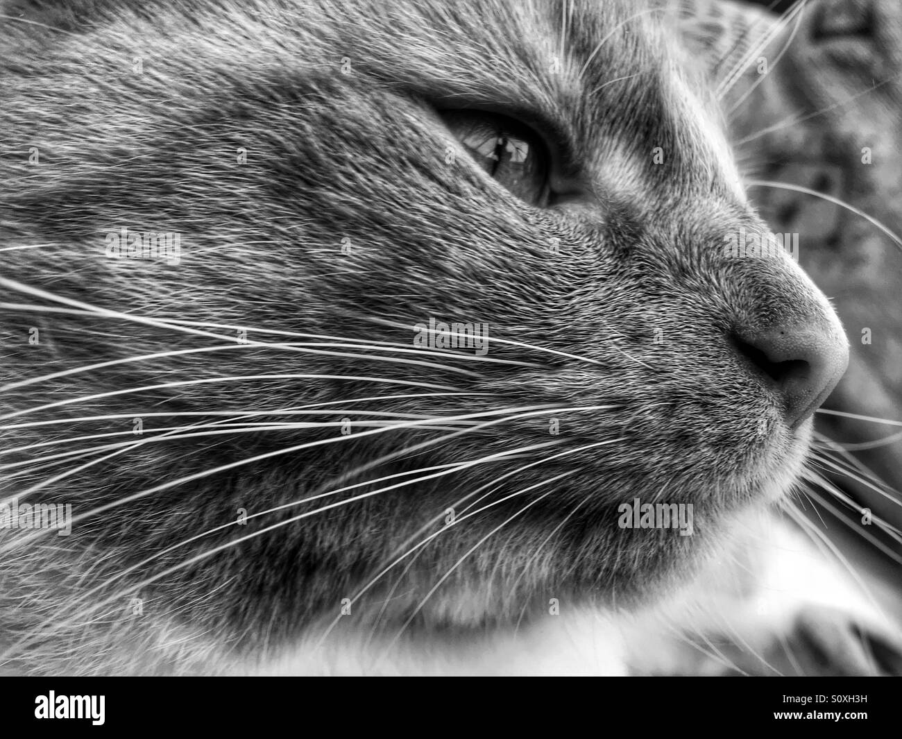 Bianco e nero profilo laterale del gatto in faccia - Immagine stock catturata con smartphone