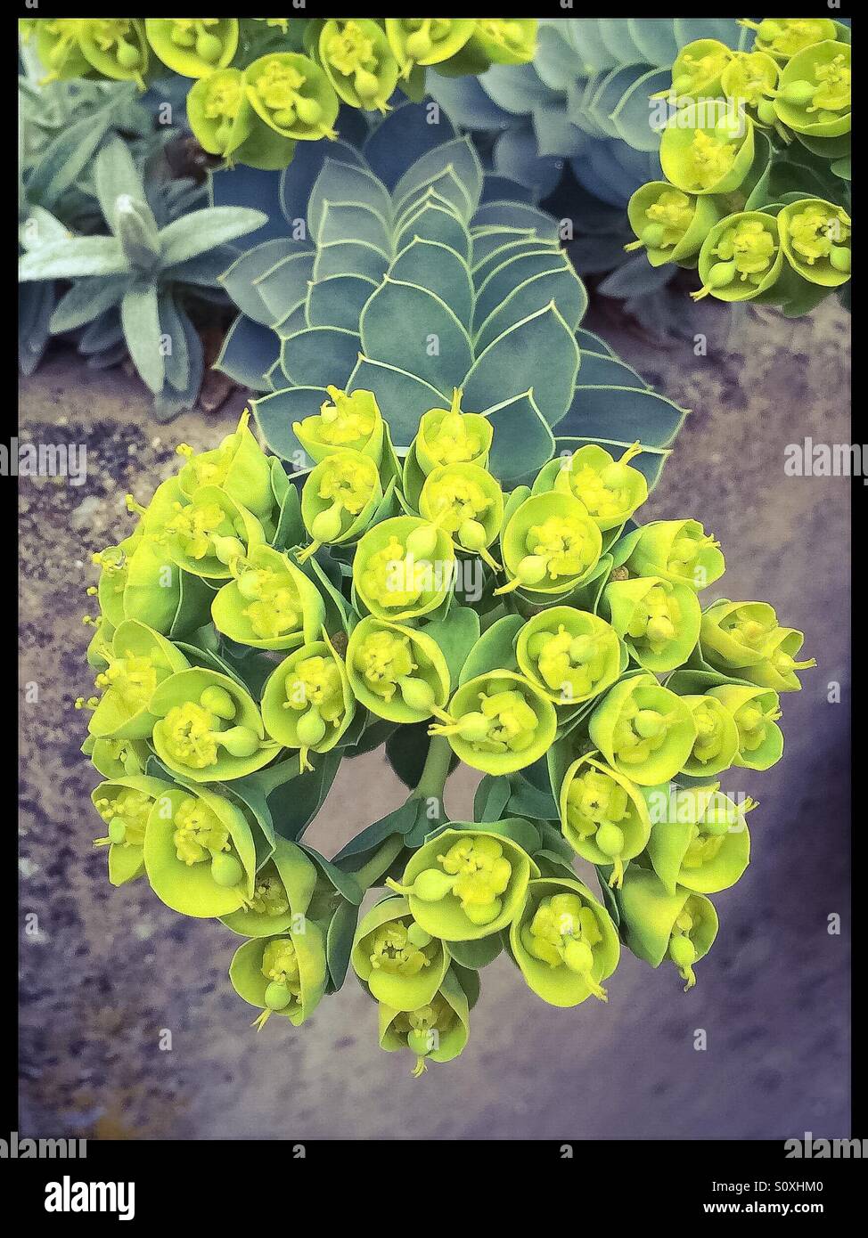 Pianta succulenta Foto Stock