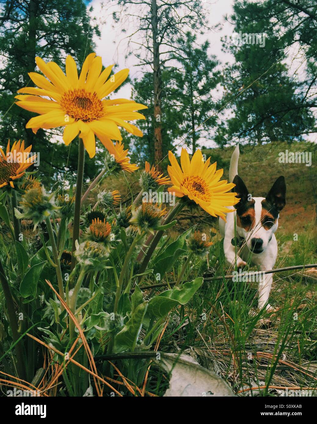Cane che corre verso la macchina fotografica nella foresta primaverile, tra fiori gialli di sole primaverili in fiore - Immagine stock catturata con smartphone
