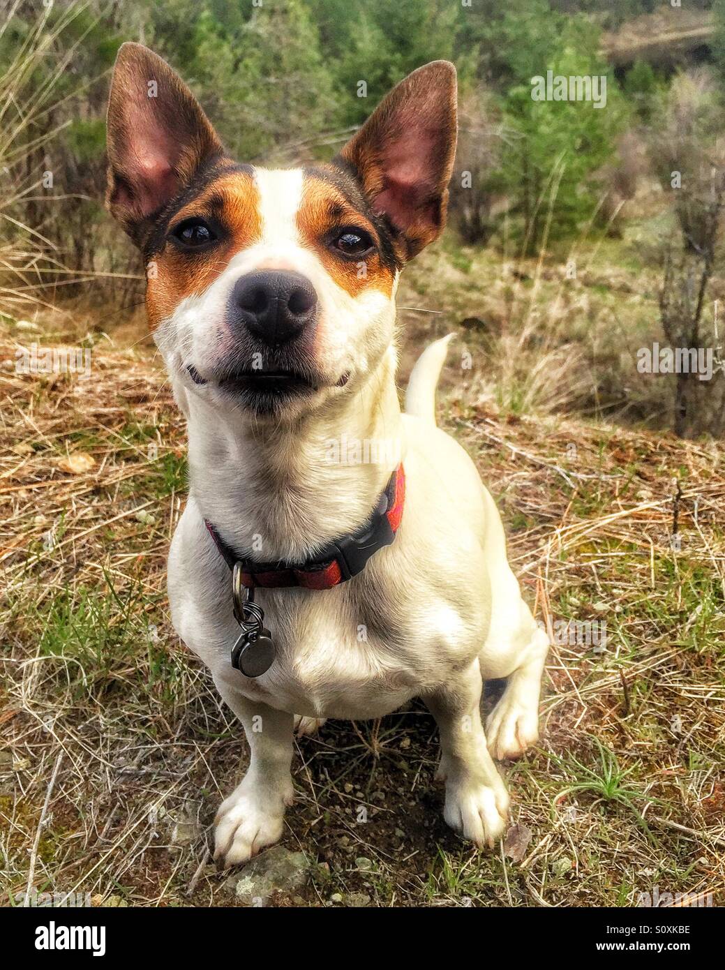 Cane guardando la telecamera con un sorriso. - Immagine stock catturata con smartphone