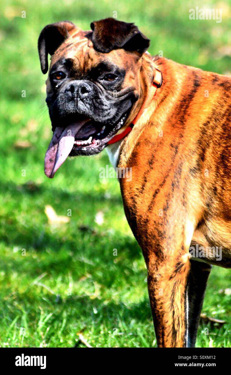 Stanchi di cane Boxer con la lingua di fuori Foto Stock