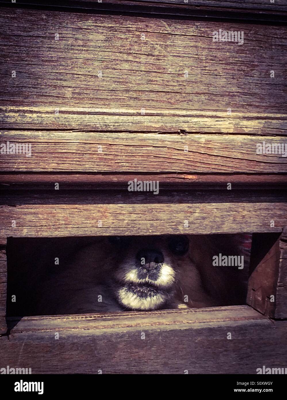 Cane attraverso una buca delle lettere - Immagine stock catturata con smartphone