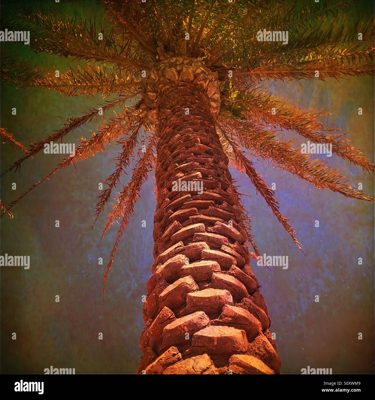 Data la struttura Palm Tree, Spiaggia di Jacksonville, Florida, Stati Uniti d'America. - Immagine stock catturata con smartphone