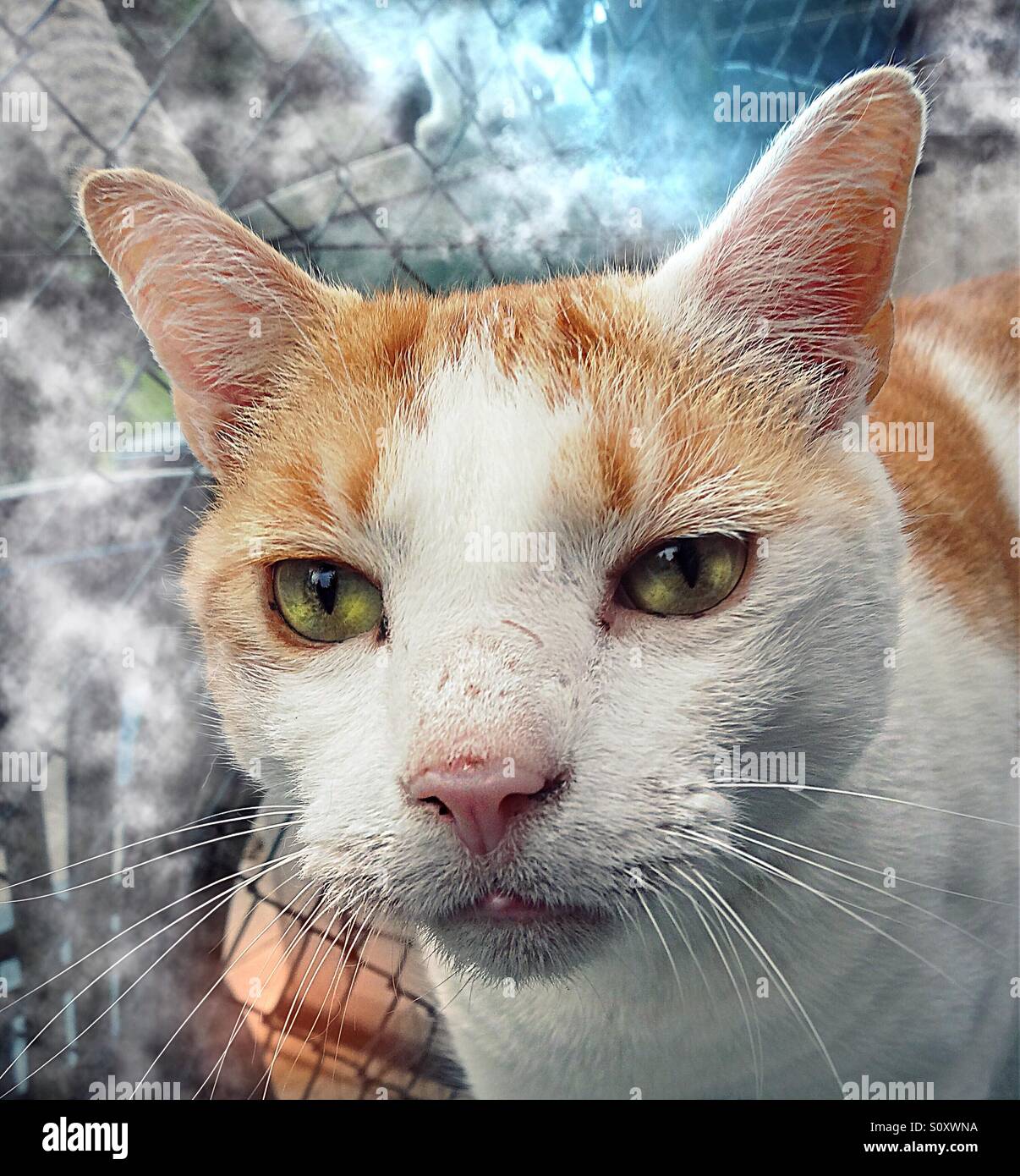 ..."So meouw fuori..'! - Immagine stock catturata con smartphone