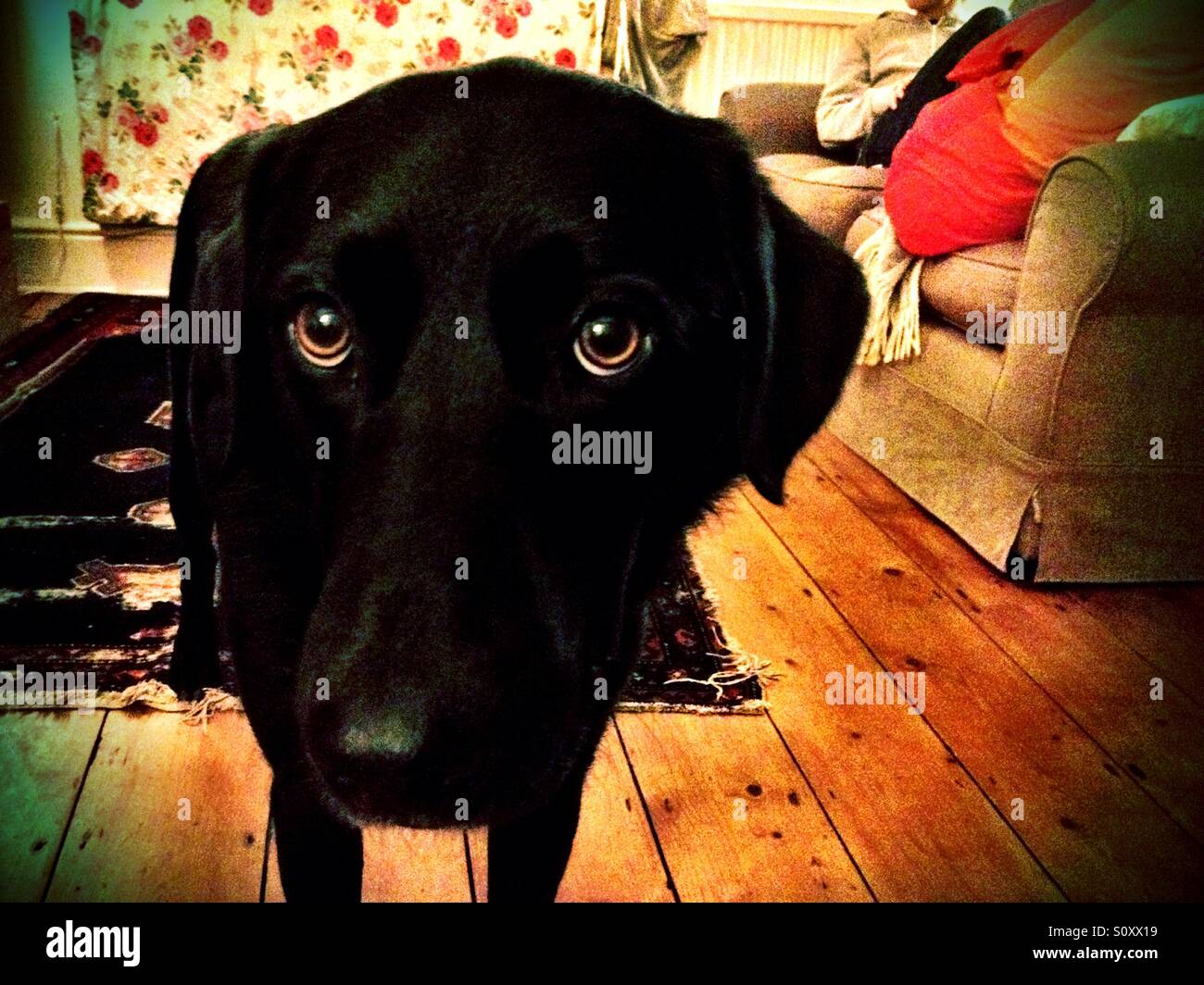 Alfie - Immagine stock catturata con smartphone