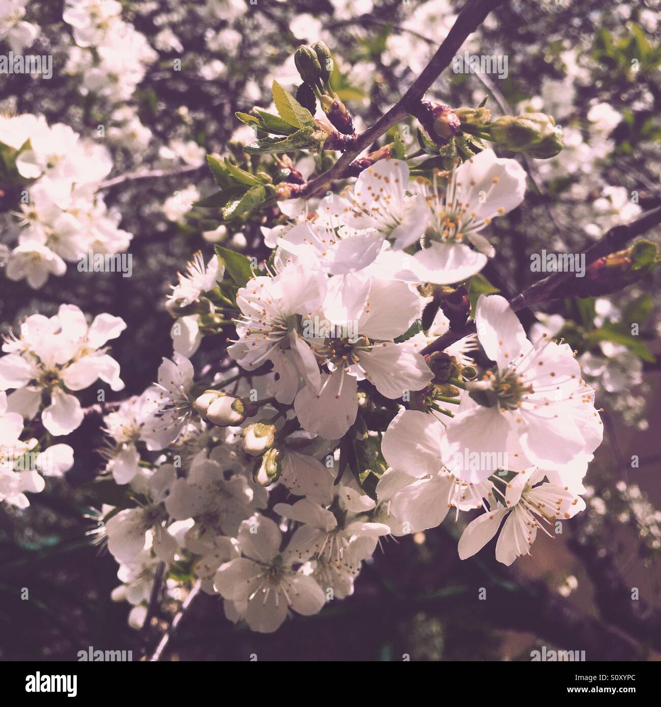 Morbidezza di natura - Immagine stock catturata con smartphone