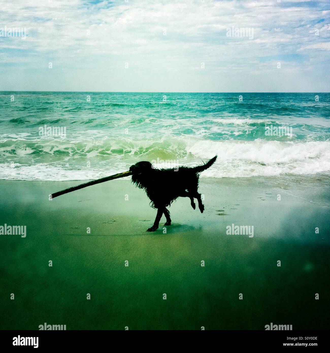 Un nero labradoodle cane corre sulla spiaggia con un bastone nella sua bocca. Ventura, California USA. Foto Stock