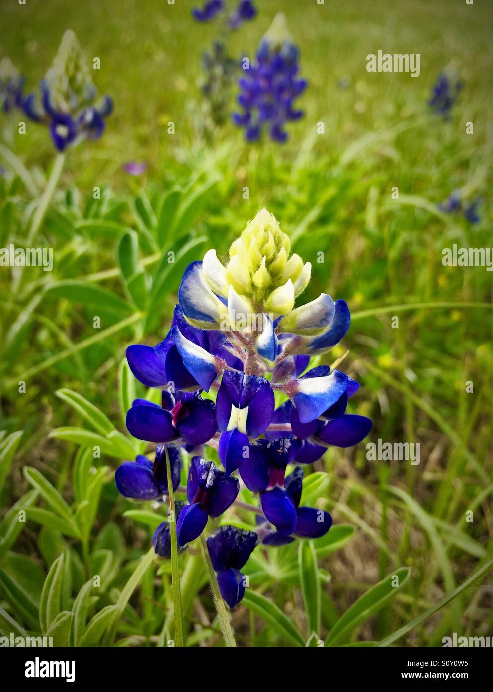 Lupino selvatico che cresce in un campo verde, Lupinus perennis Foto Stock