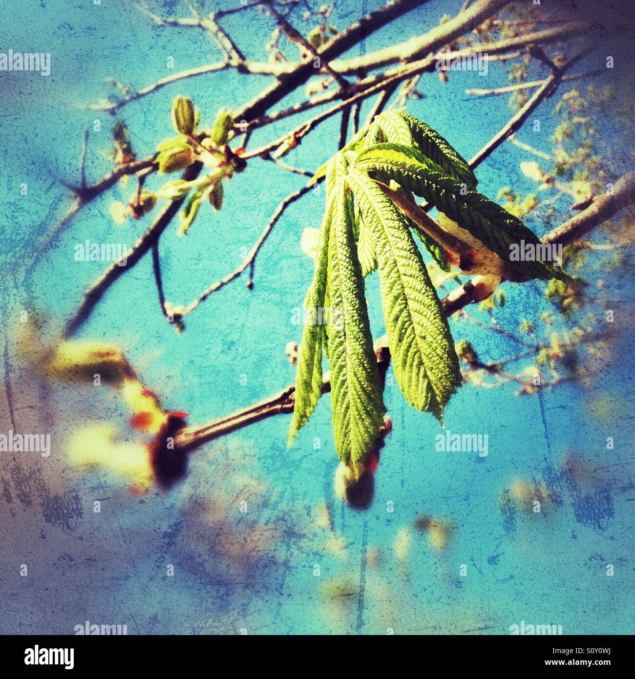 Ippocastano mostra segni di primavera Foto Stock