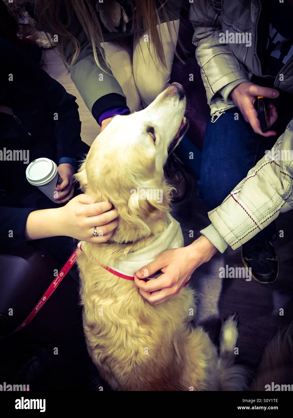 Cane terapia e mani calmanti, Ontario, Canada. Molta gente, maschio e femmina, colpo un cane amichevole. Questi cani visitano spesso ospedali, rifugi, scuole e college per aiutare con la gestione dello stress. - Immagine stock catturata con smartphone
