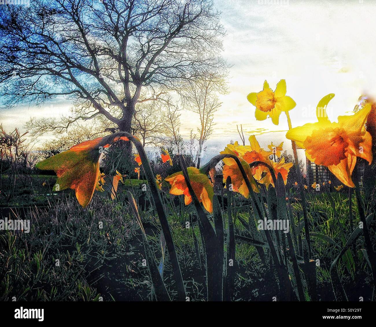 La molla narcisi in un prato - Immagine stock catturata con smartphone