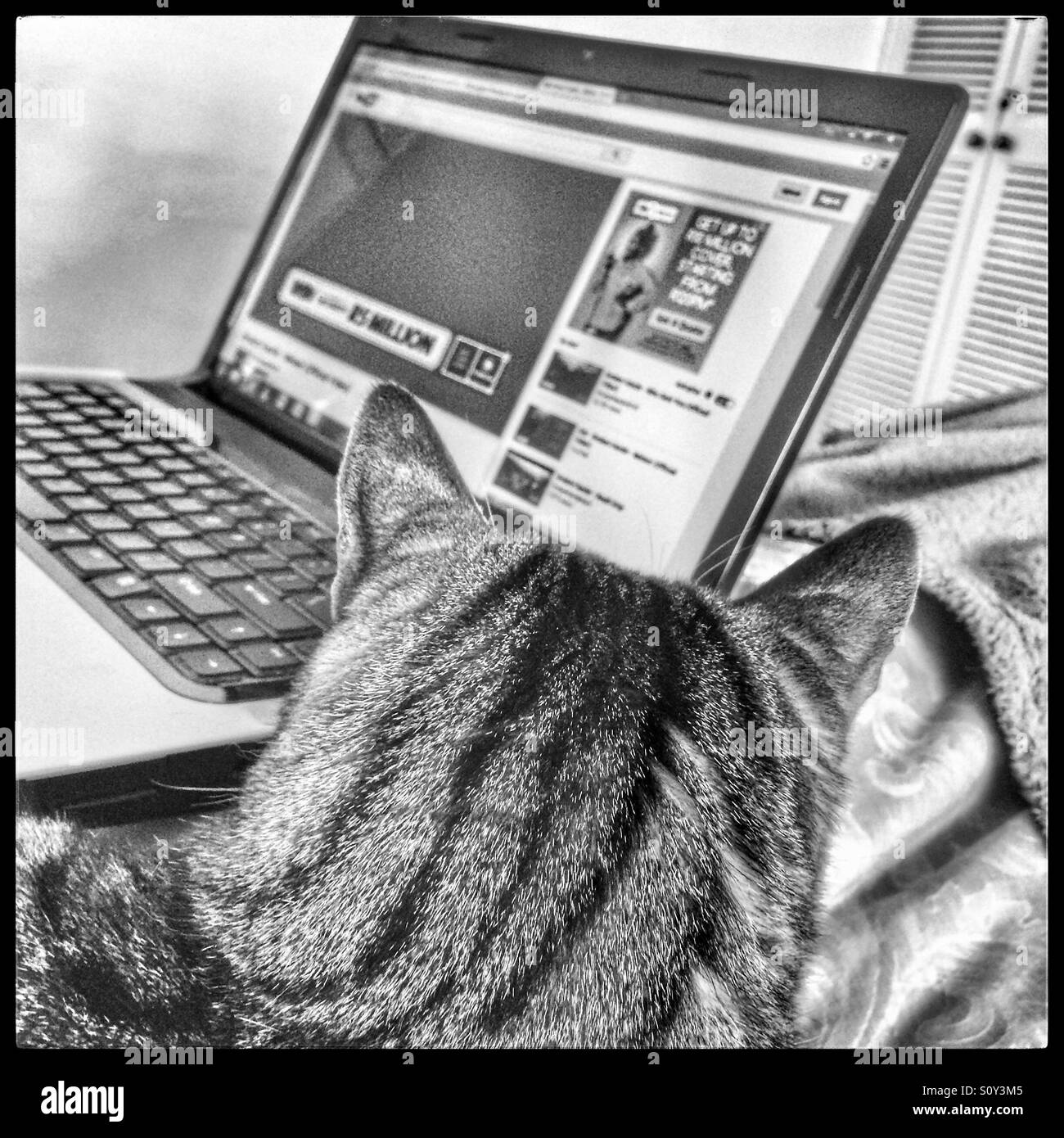 Cat guardando il laptop. Foto Stock