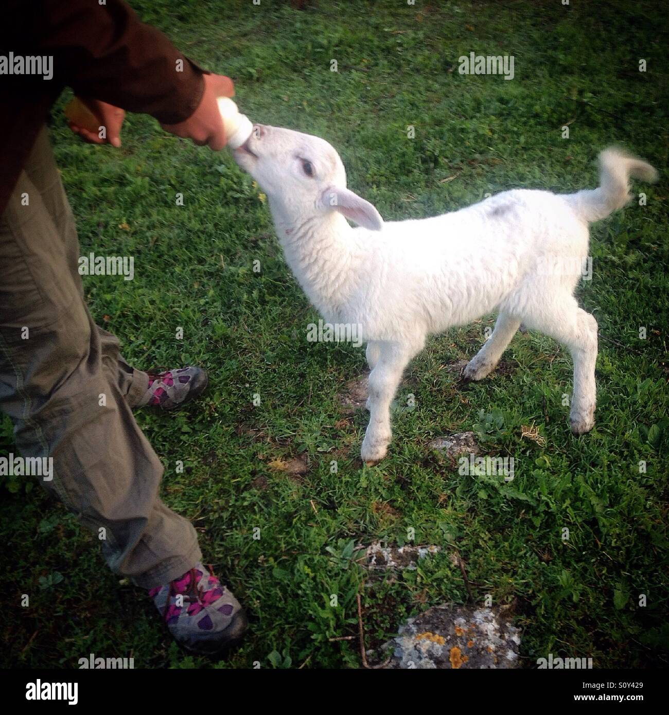 Un orfano di agnello bevande latte in un biberon in O-Live Associazione Medioambiente's farm in Prado del Rey, Sierra de Cadice, Andalusia, Spagna Foto Stock