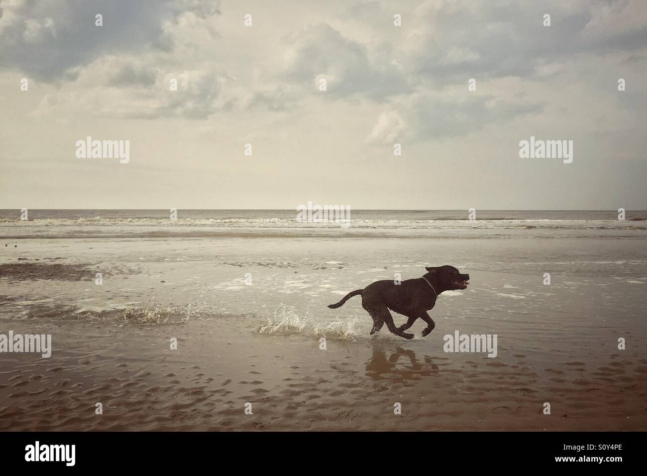 Cane che corre in riva al mare Foto Stock