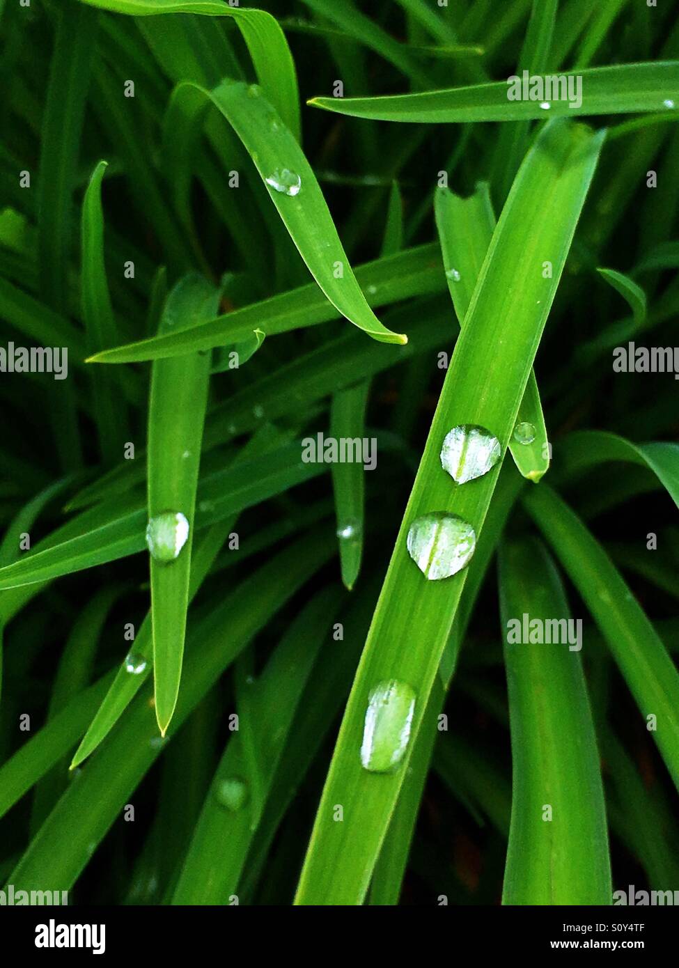 Close up di gocce di acqua su sottili foglie. Foto Stock