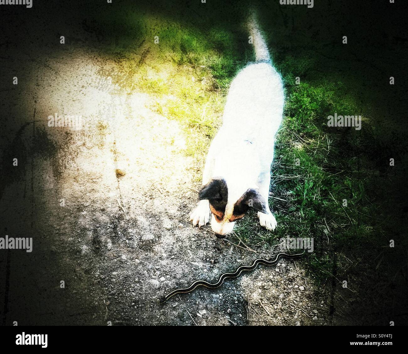 Cane incontrando un serpente slithering nei boschi. Vignette modifica. - Immagine stock catturata con smartphone