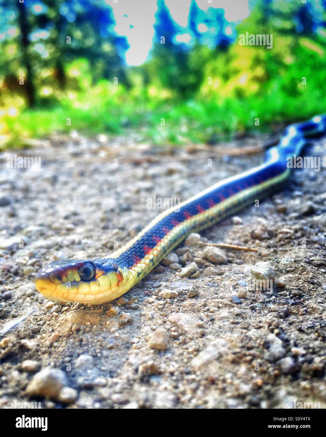 Vista ravvicinata ad angolo basso di un serpente giarrettiera che scivola nella foresta su un sentiero sterrato - Immagine stock catturata con smartphone