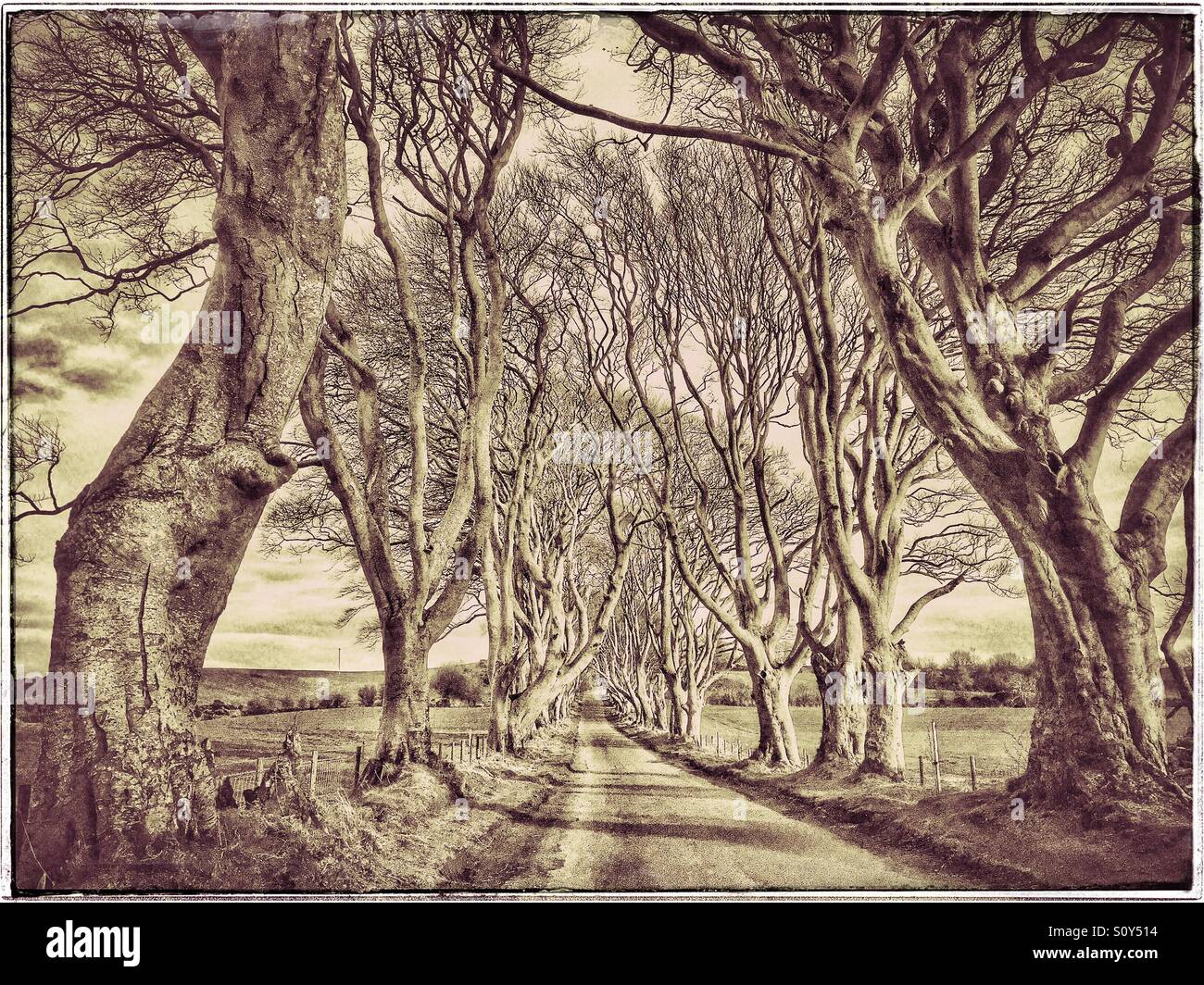 L'iconico fila di faggi noto come 'Buio Siepi' vicino Stranocum in Co. Antrim, Irlanda del Nord. Questa posizione è stata utilizzata da HBO nella loro serie 'Gioco di troni.' Photo credit - © COLIN HOSKINS - Immagine stock catturata con smartphone