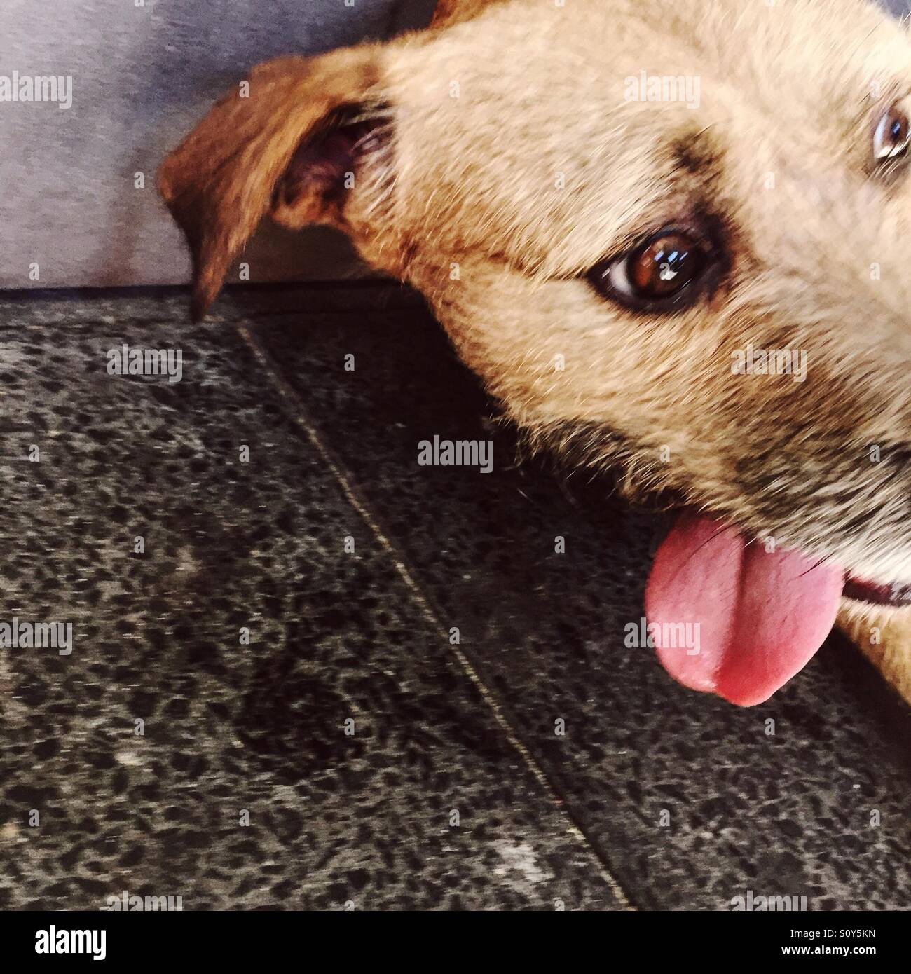 Grazioso cucciolo con tongu fuori Foto Stock