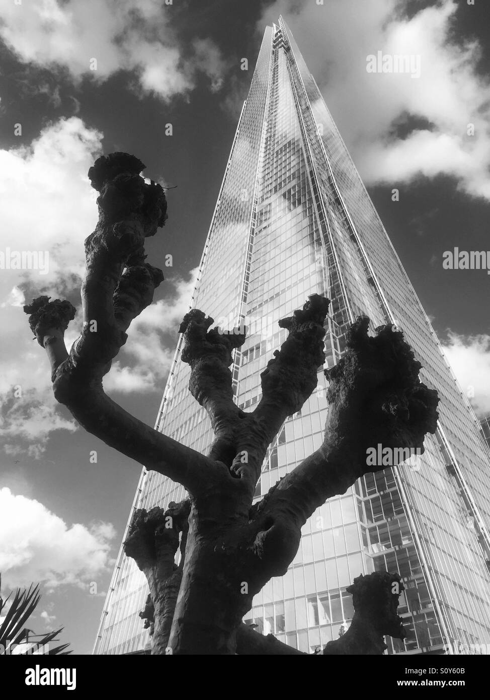 La shard, drammatica nuvole e un taglio di alberi di Londra. U.K. Shard, albero, nuvole, drammatica e tempestoso, Londra, Inghilterra, alta, alto, vertici, alta, architettura, natura, urban, vetro Foto Stock