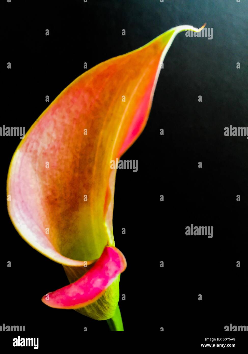 Giglio di Calla Foto Stock