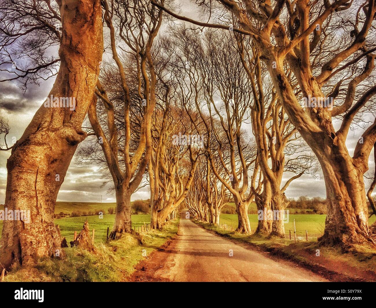 Le Siepi scuro - una lunga fila di settecento Faggi situato in Co. Antrim in Irlanda del Nord. Questa posizione è stata utilizzata nella serie HBO 'Gioco di troni" come "Il Re della strada' Stagione 2, episodio 1 - Immagine stock catturata con smartphone