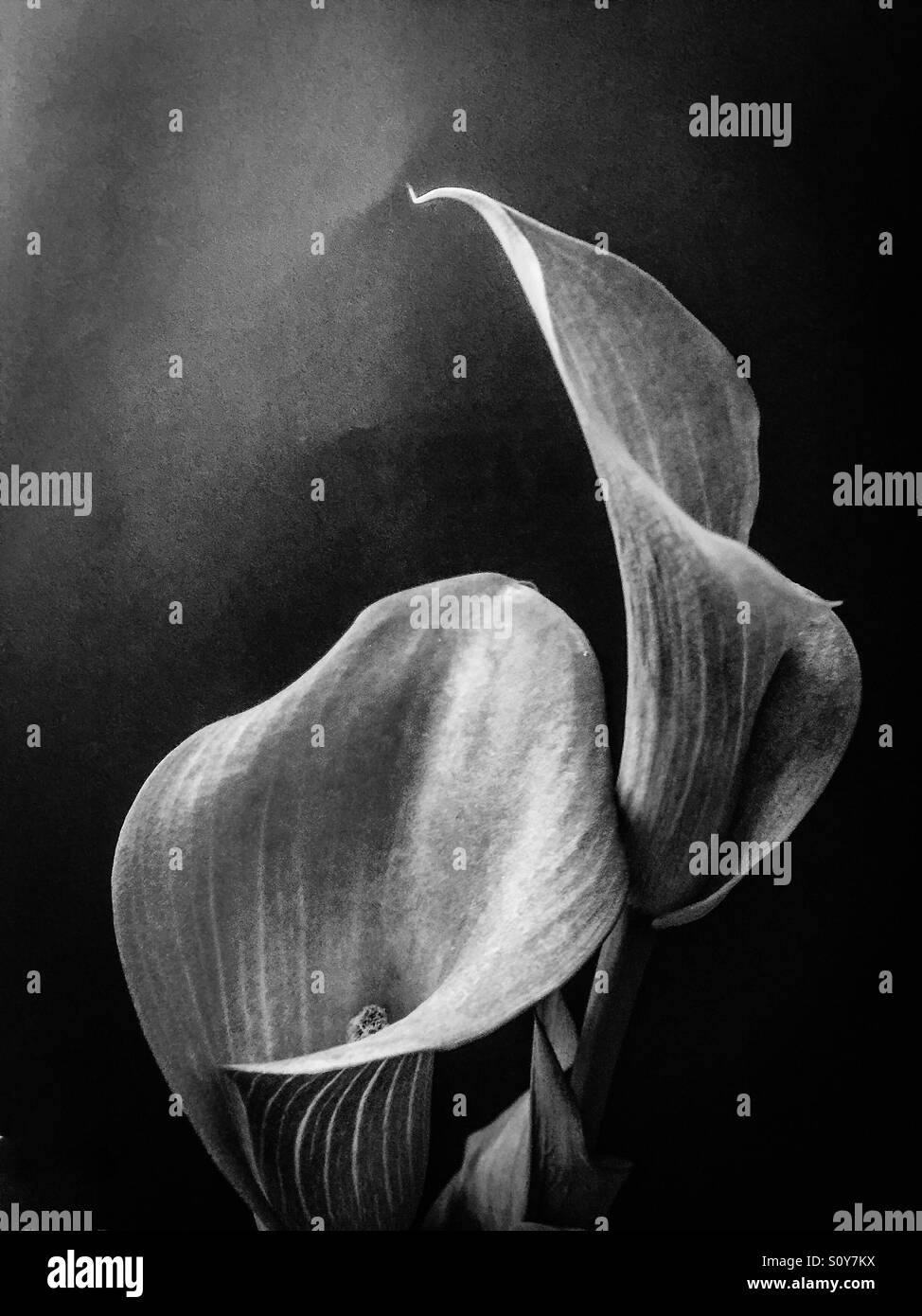 Gigli di Calla in bianco e nero, con una fioritura pittorica. Mostra texture, forma fluida e linea lirica, Canada. Delicato, forte, stilizzato, sfumatura sottile. - Immagine stock catturata con smartphone