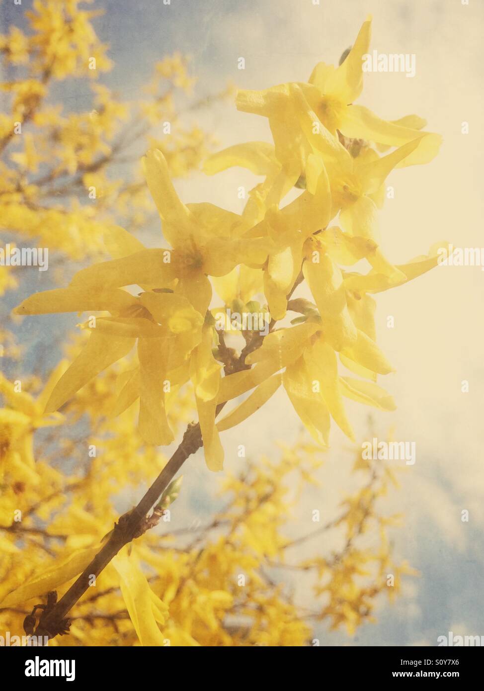 Il giallo dei fiori di forsitia contro il cielo. Foto Stock