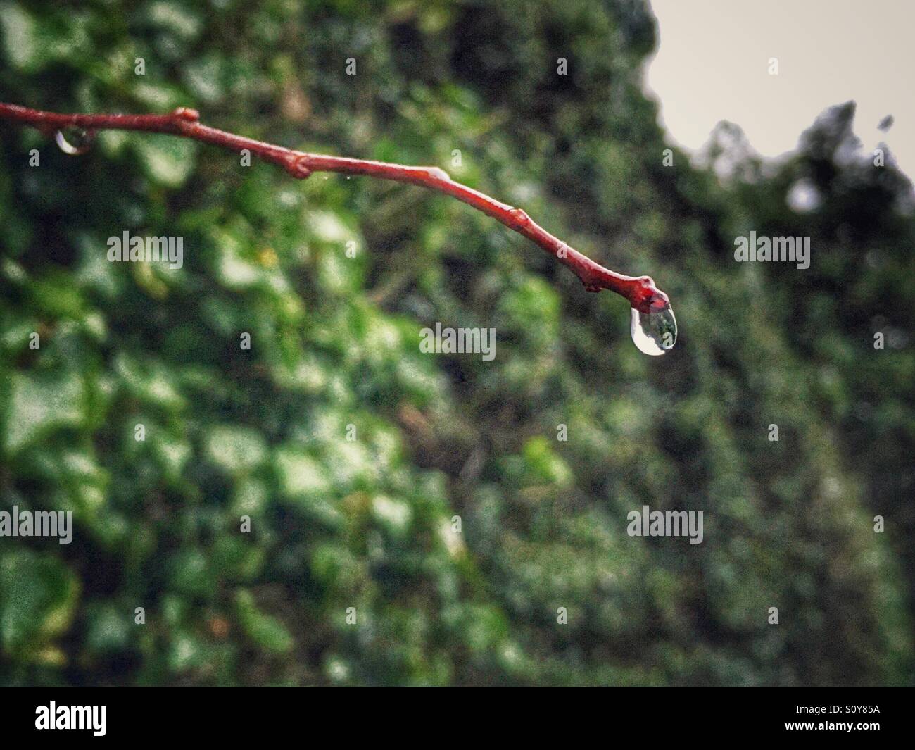 Goccia di acqua su un ramoscello presi su iPhone 6s Foto stock - Alamy