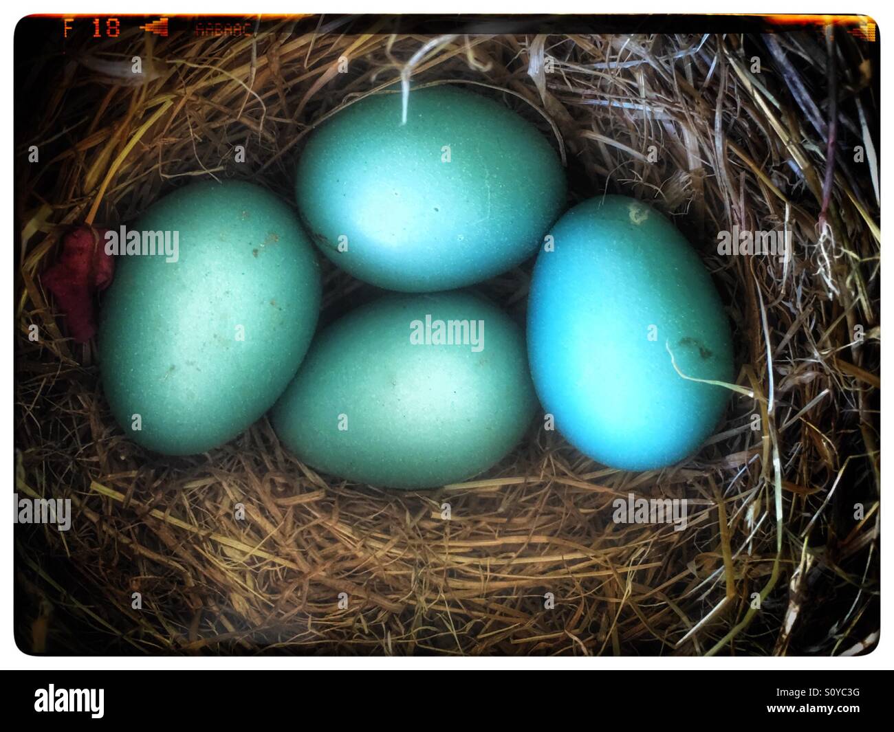 Robina uova nel proprio nido Foto Stock