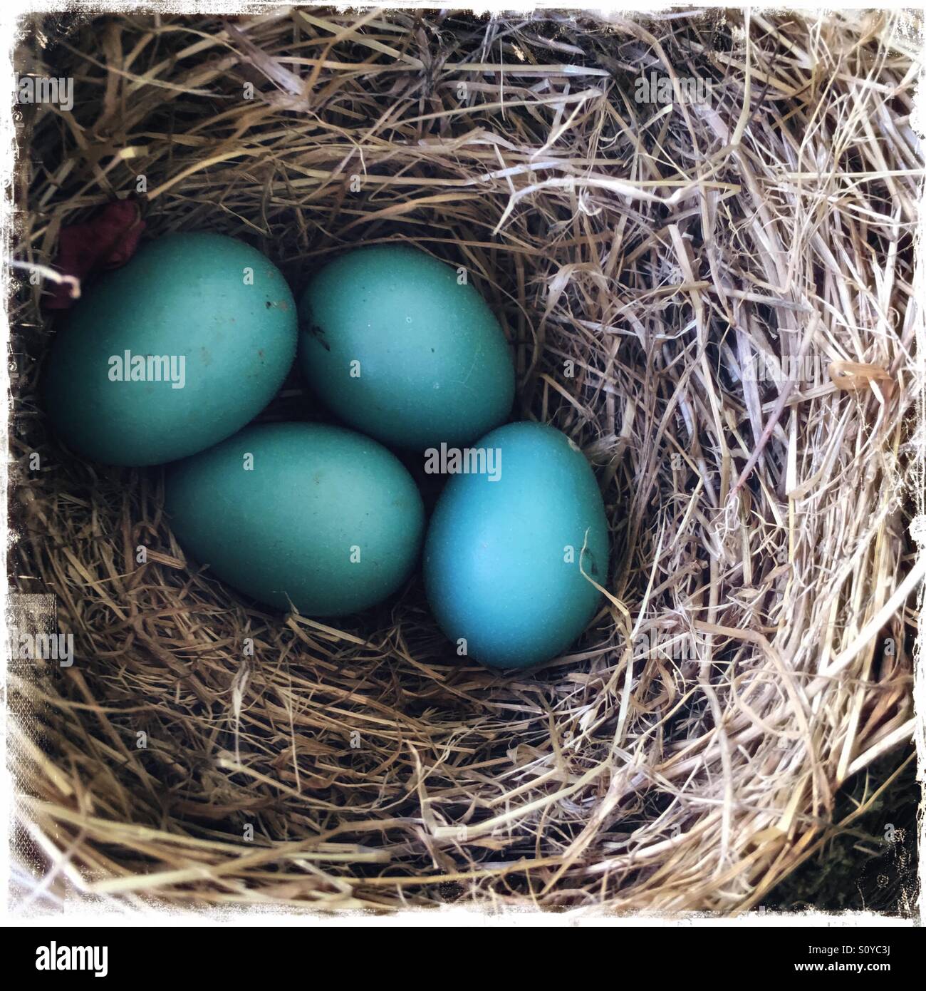 Uova Di Colore Blu In Una Robins Nest Foto Stock Alamy