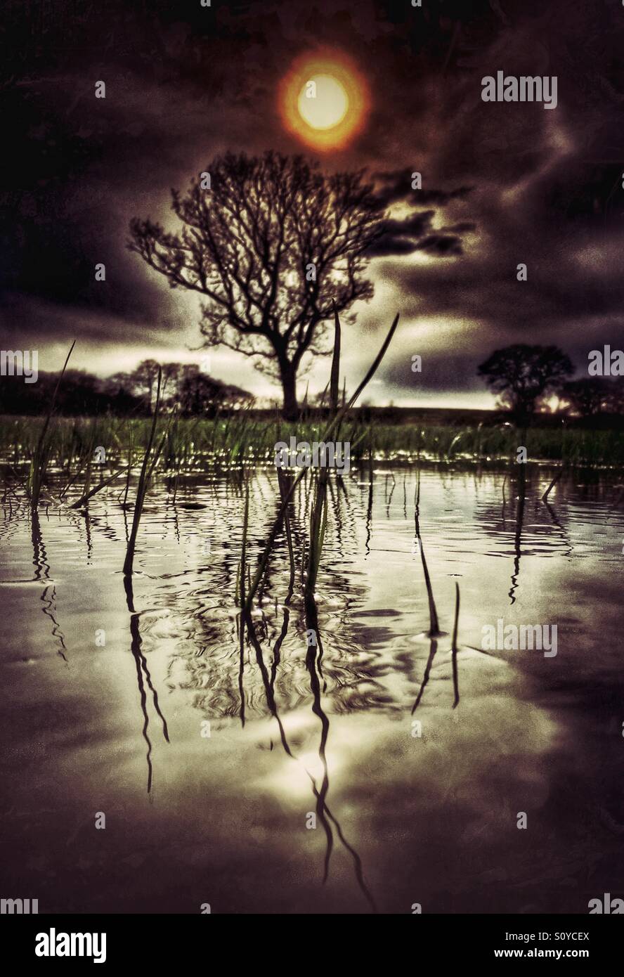 Tree riflessa nel campo inondato contro scuro cielo minaccioso Foto Stock