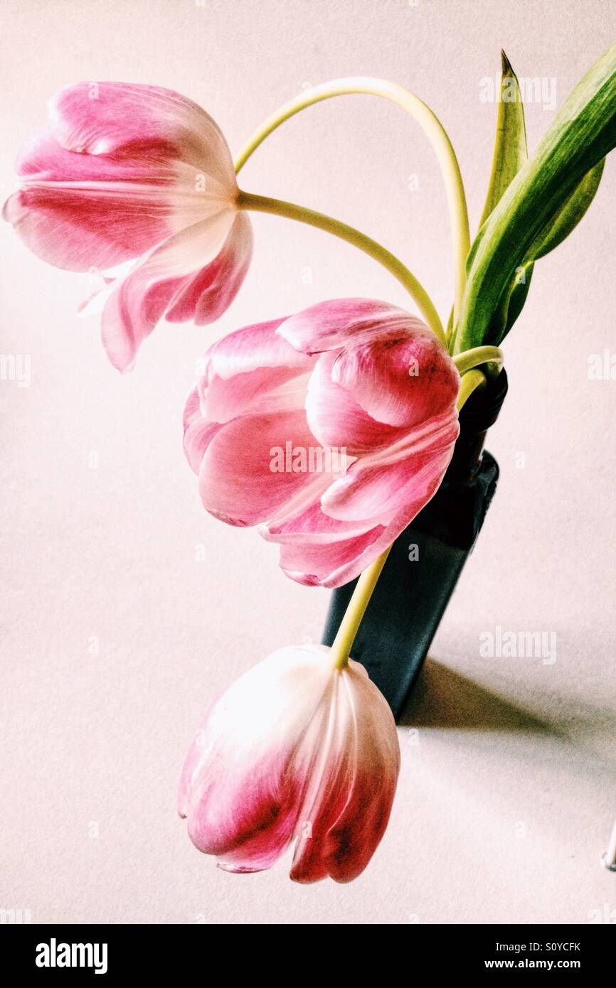 Tulipani rosa Foto Stock
