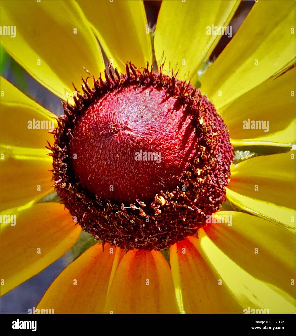 Black-eyed Susan in close-up, Rudbeckia serotina - Immagine stock catturata con smartphone