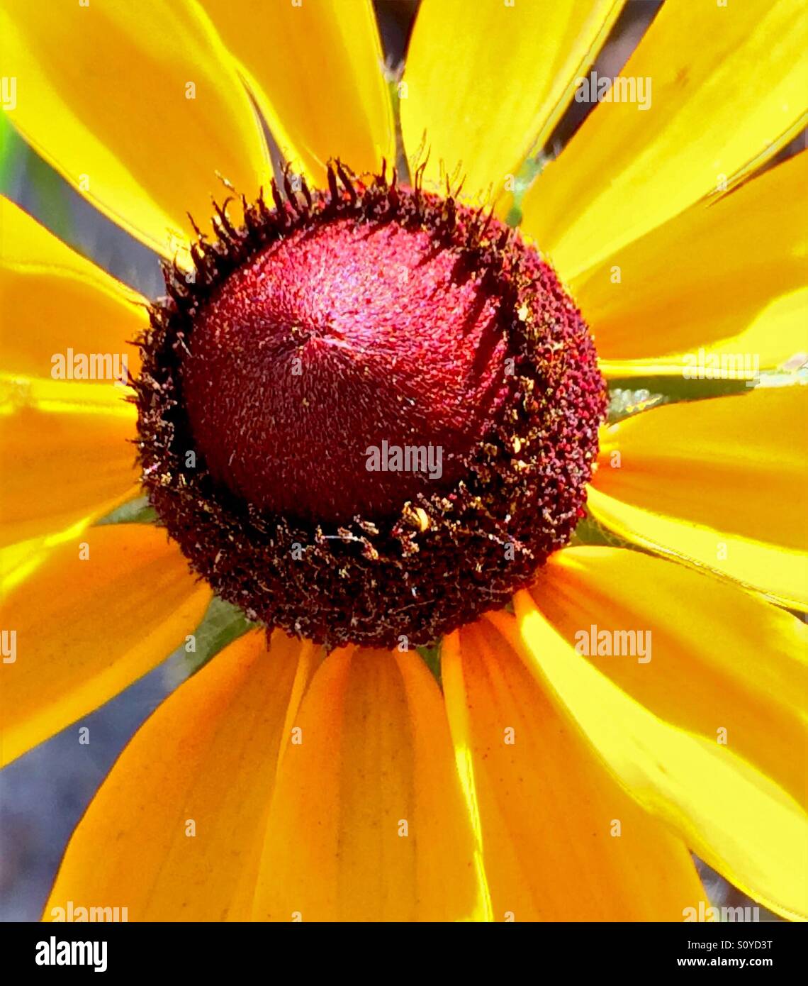 Black-eyed Susan in close-up, Rudbeckia serotina - Immagine stock catturata con smartphone