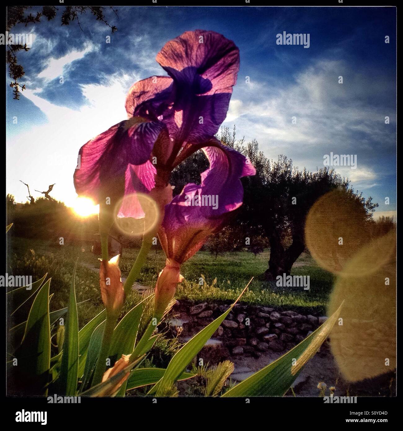 Il barbuto [Iris Iris germanica], Spagna. - Immagine stock catturata con smartphone